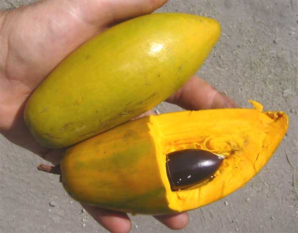 Lucuma: que fruta comer en Machu Picchu .